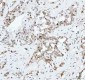 Anti-CDK1/Cdc2 Rabbit Monoclonal Antibody